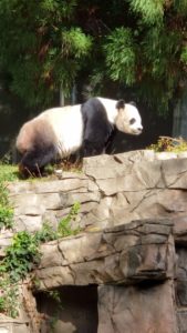 Bei Bei, the Panda